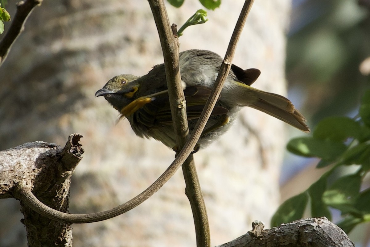 Nordfidschi-Honigfresser - ML645016603