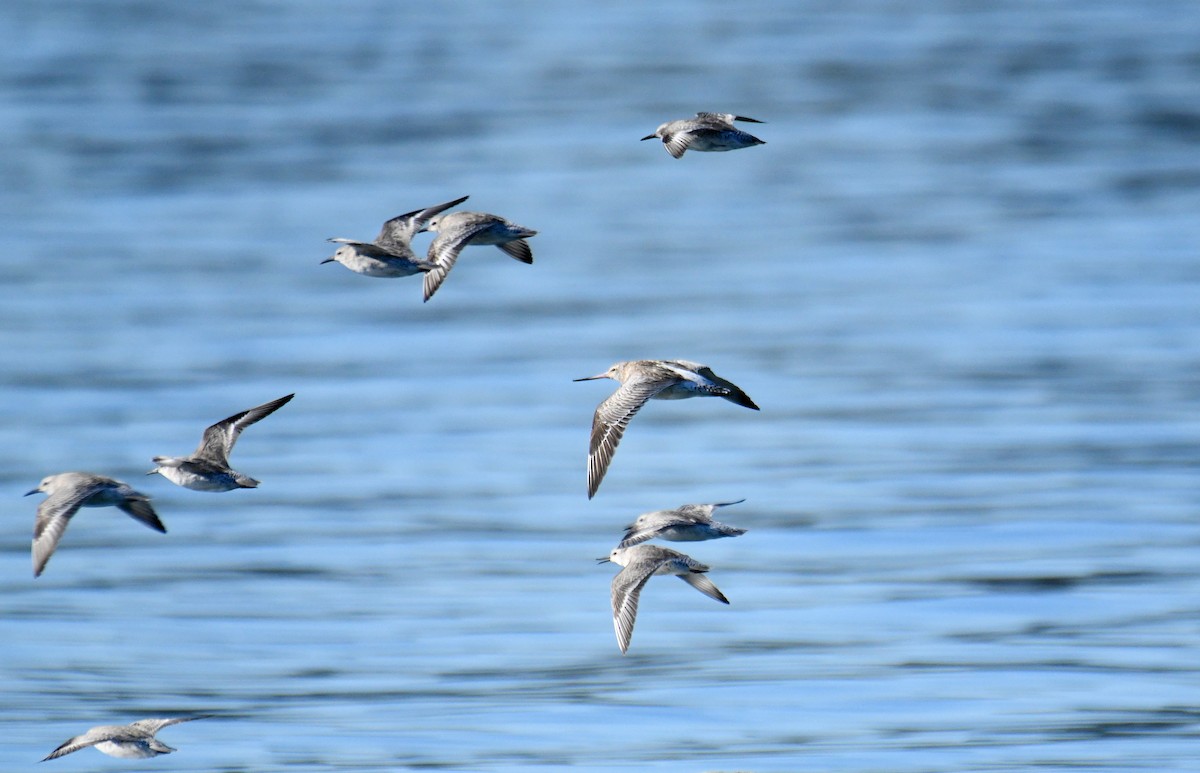 Bar-tailed Godwit (European) - ML645016605