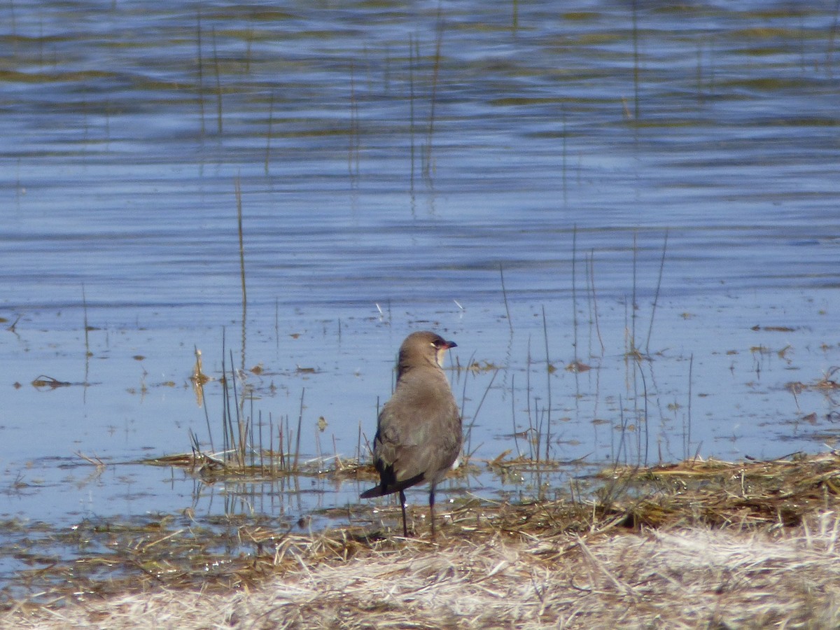 Oriental Pratincole - Philip Steiner