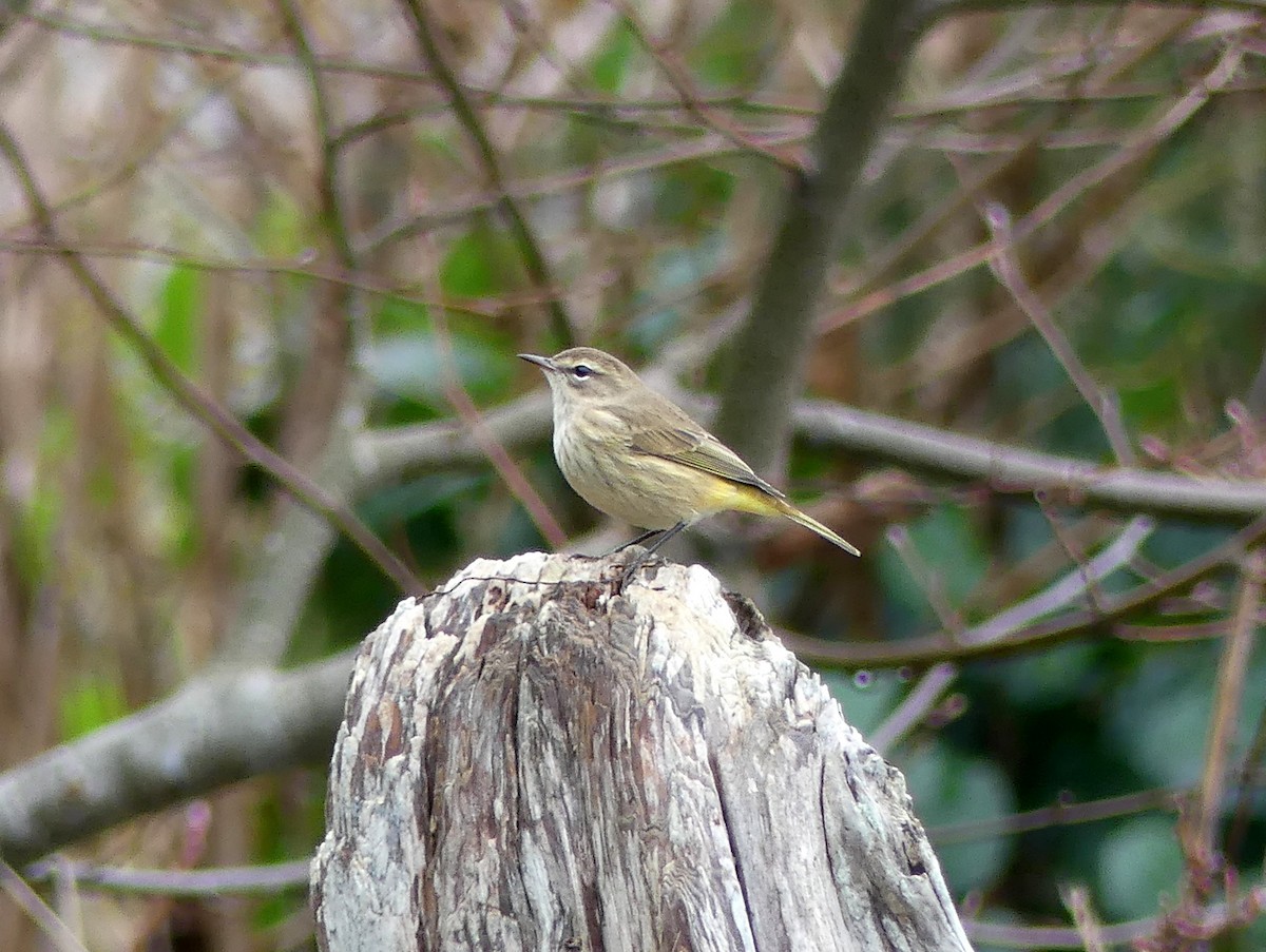 Palm Warbler - ML645016657