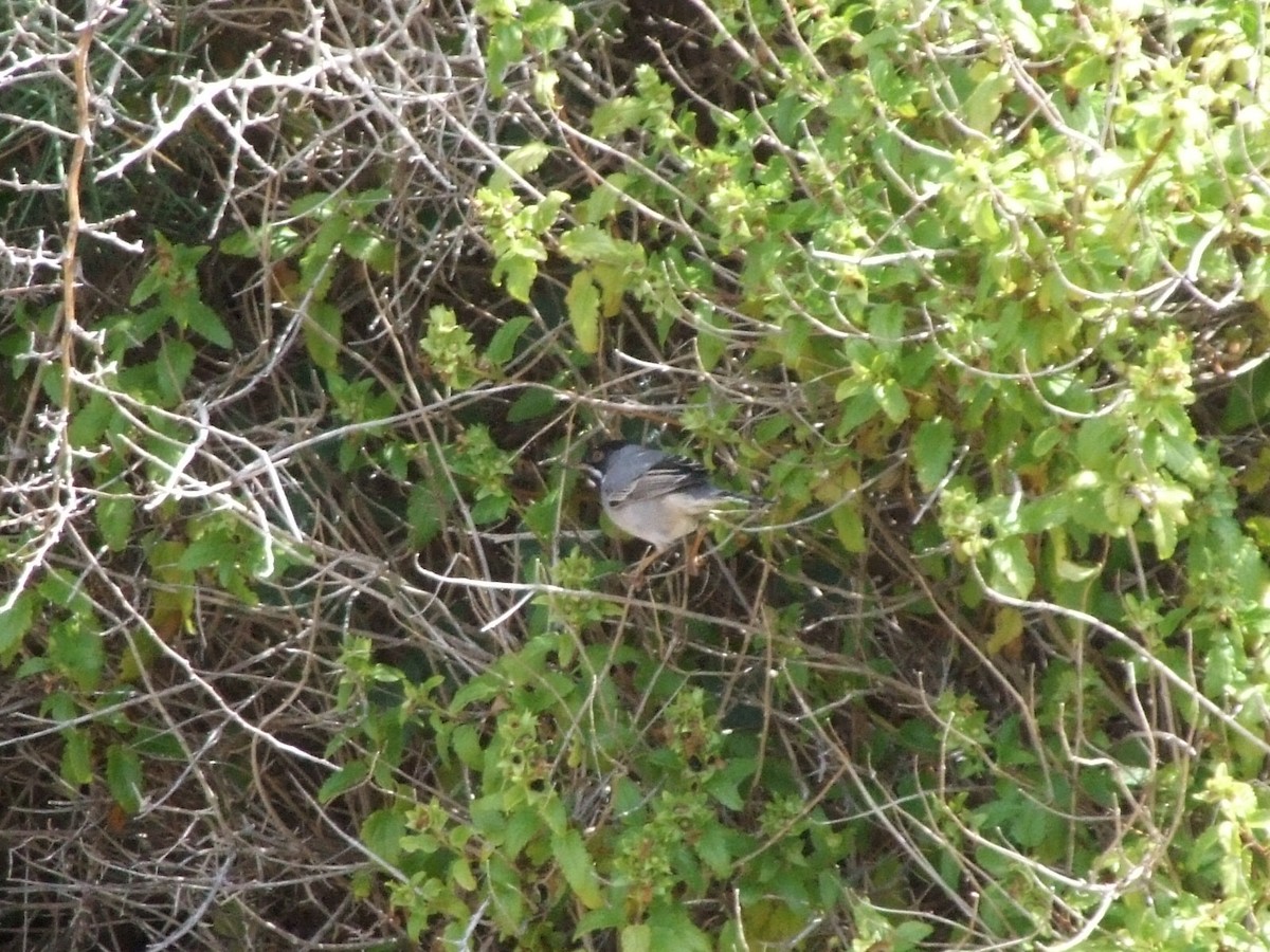 Rüppell's Warbler - ML645016664