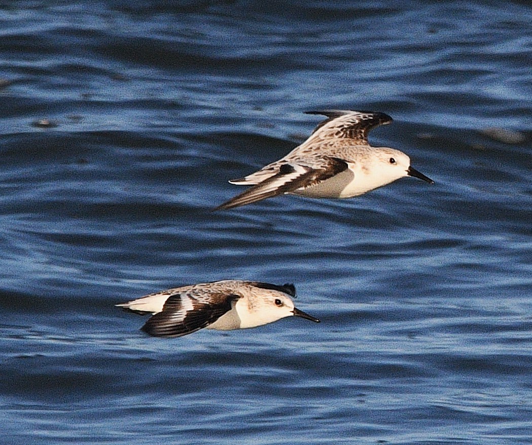 Sanderling - ML645016677