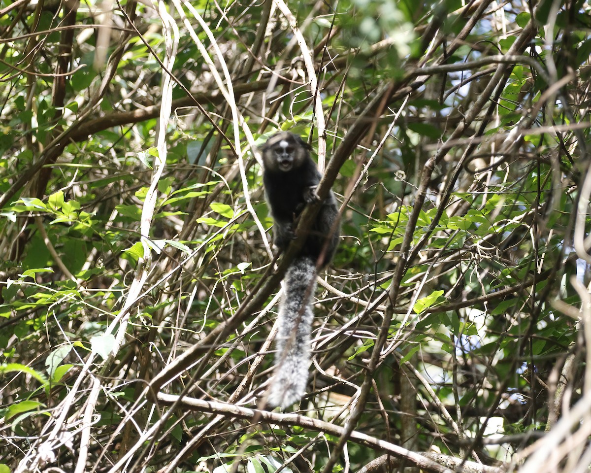 庫氏狨猴 - ML645016694