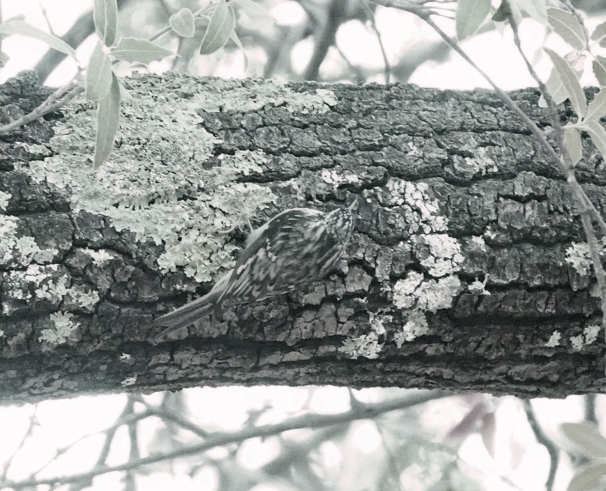 Brown Creeper - ML645016697