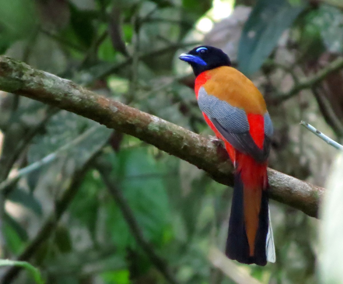 Scarlet-rumped Trogon - ML645016698