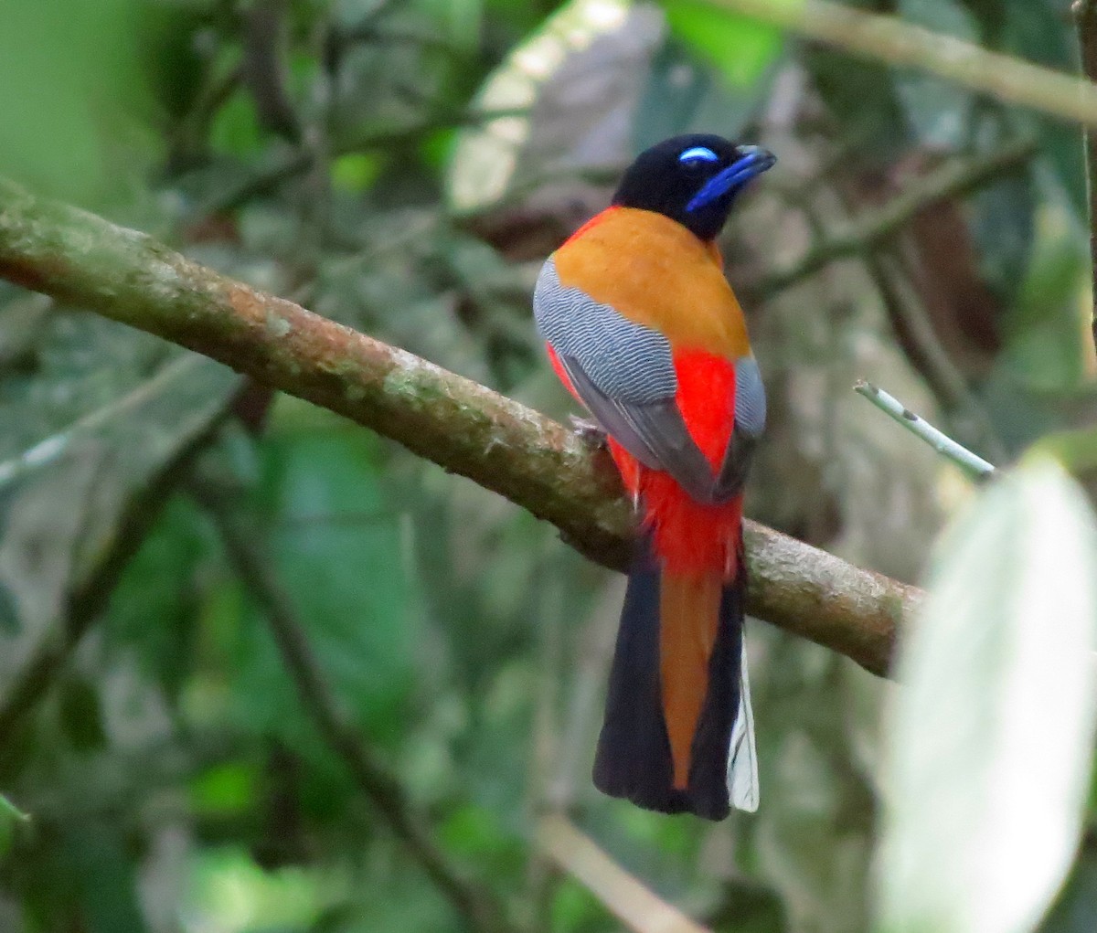 Scarlet-rumped Trogon - ML645016699