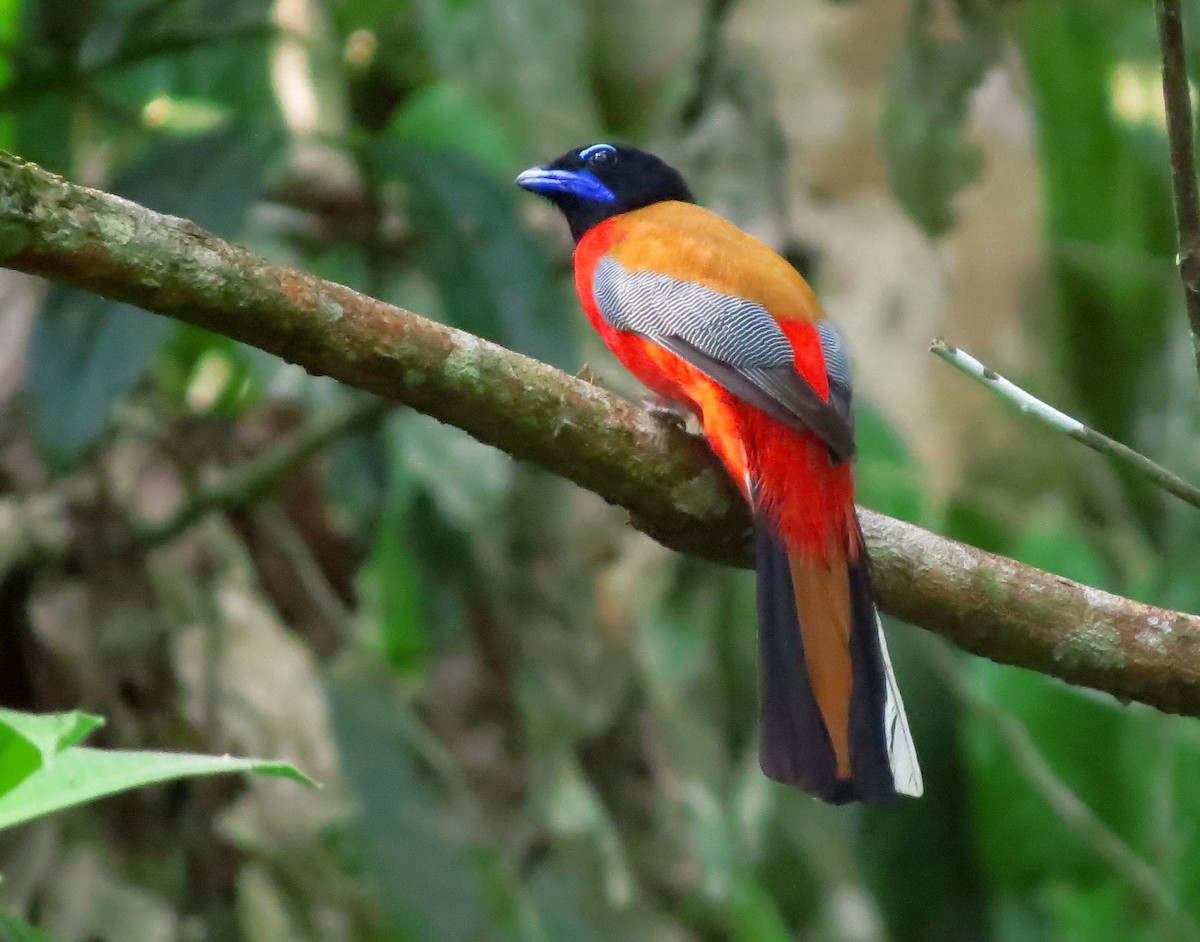 Scarlet-rumped Trogon - ML645016700