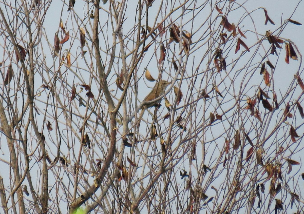 קנית אפריקנית - ML645016704