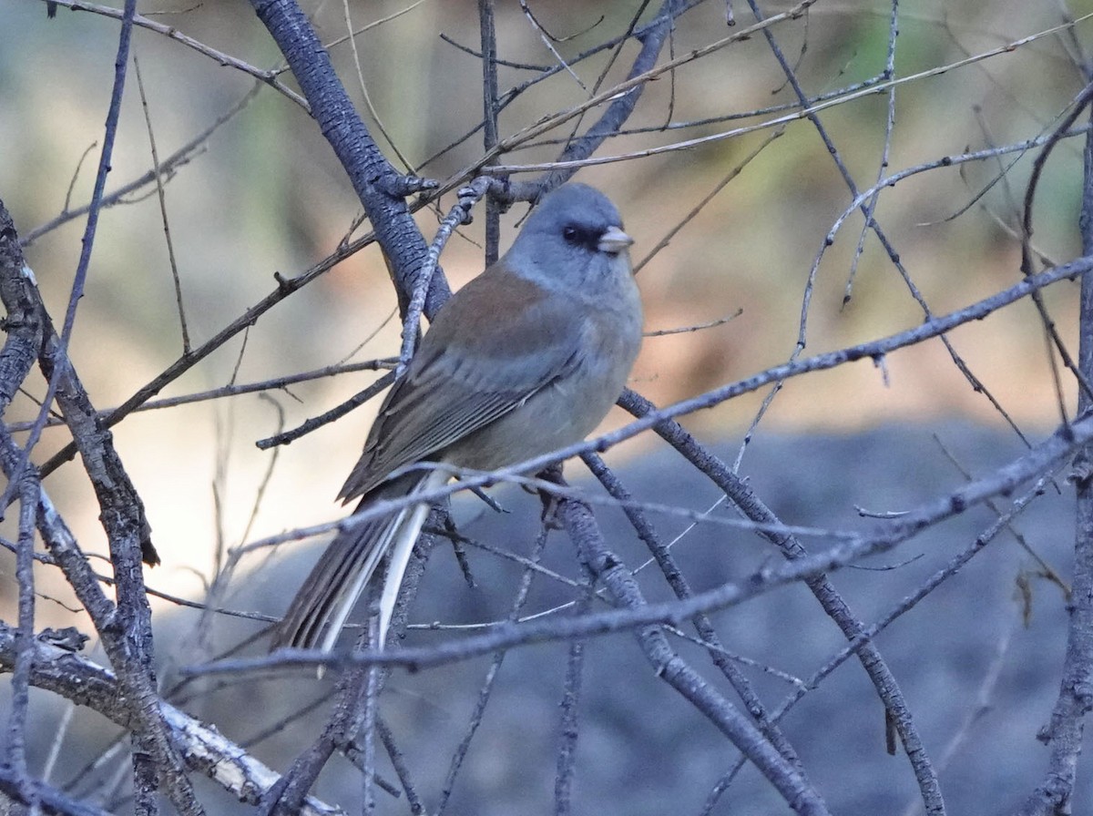 Серый юнко (caniceps) - ML645016705