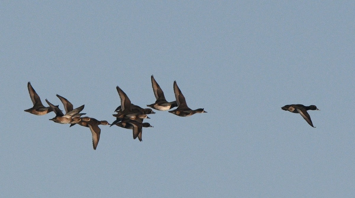 Ring-necked Duck - ML645016709