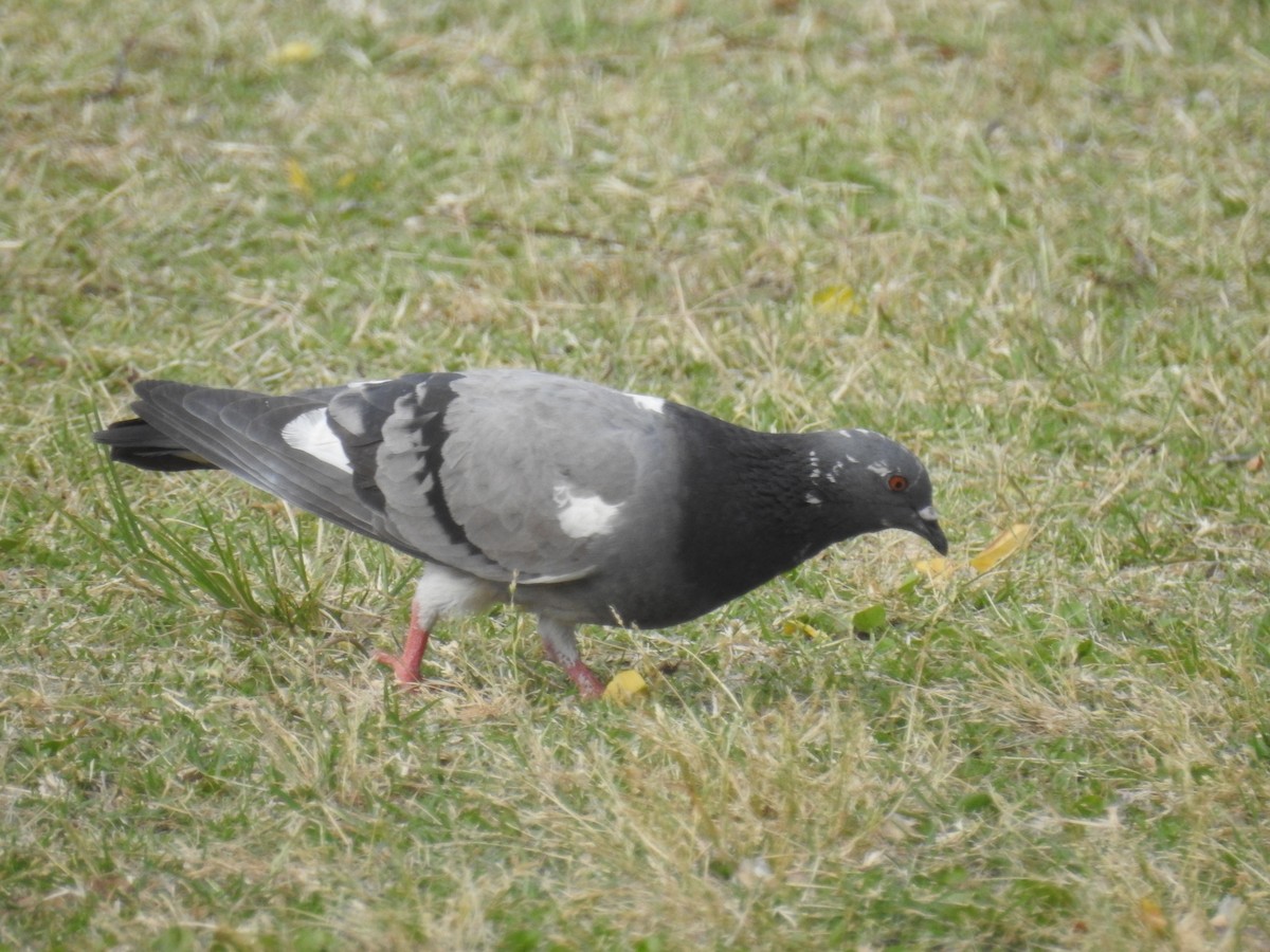 Haitz-usoa (etxekoa) - ML645016729