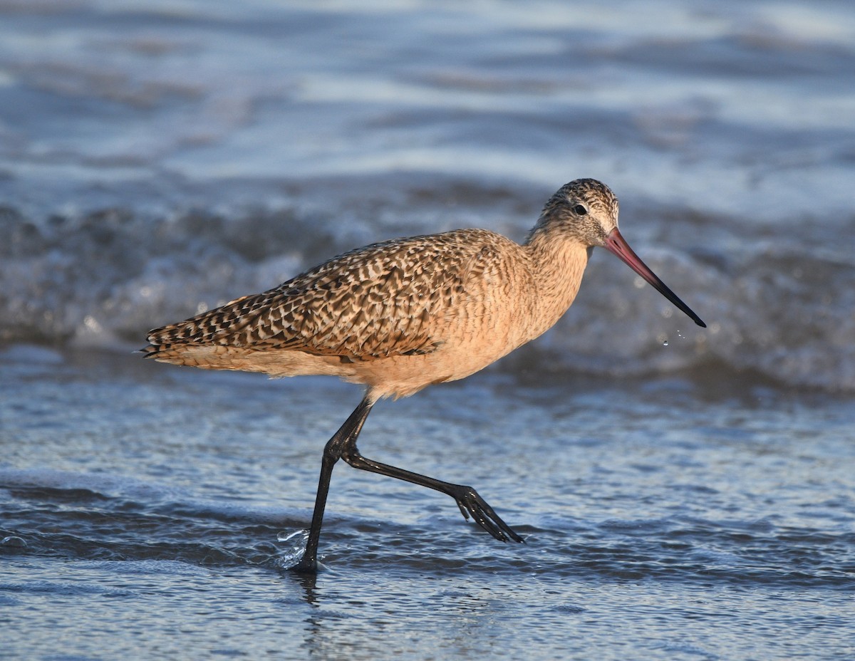 Marbled Godwit - ML645016743