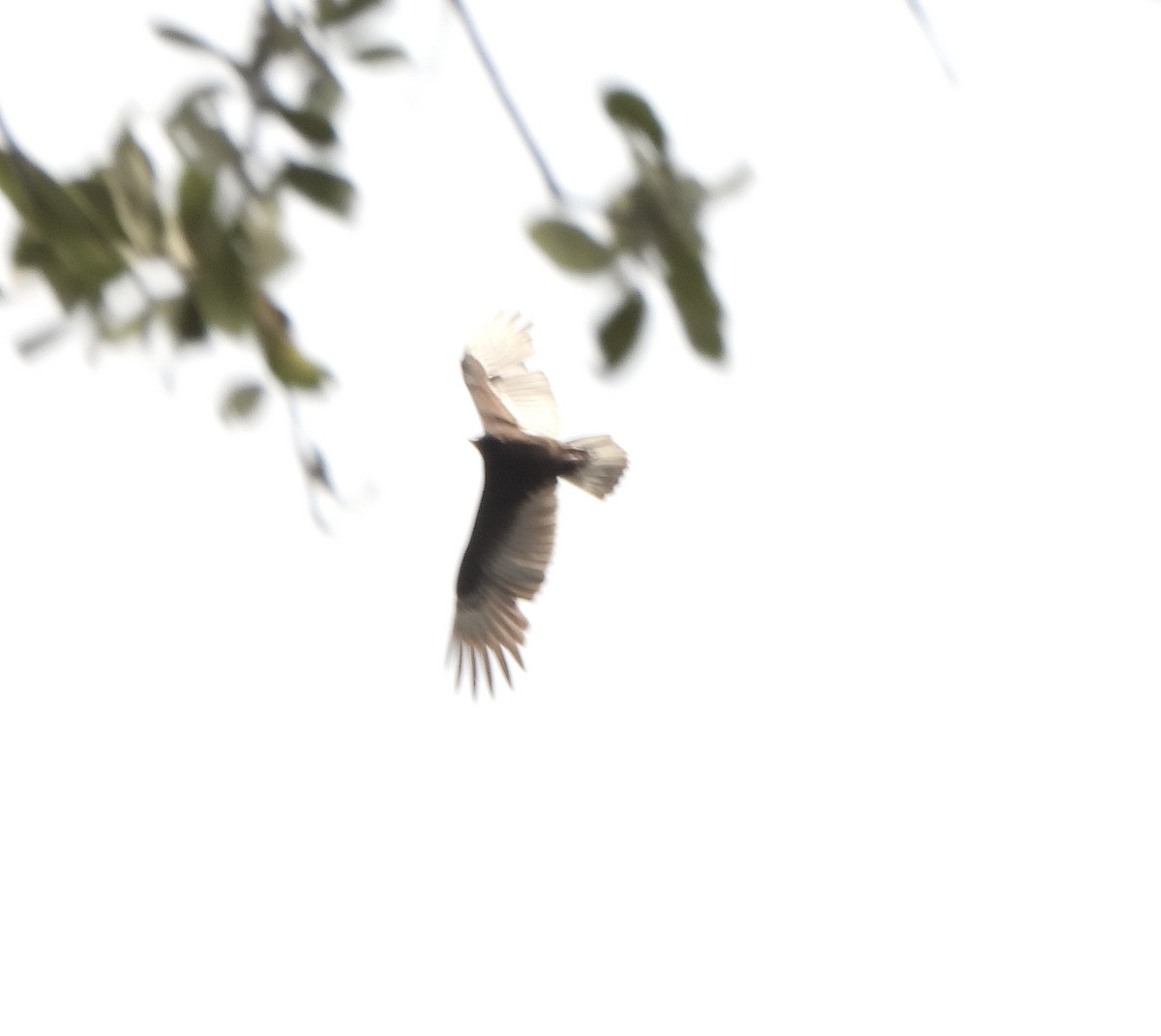 Truthahngeier - ML645016751