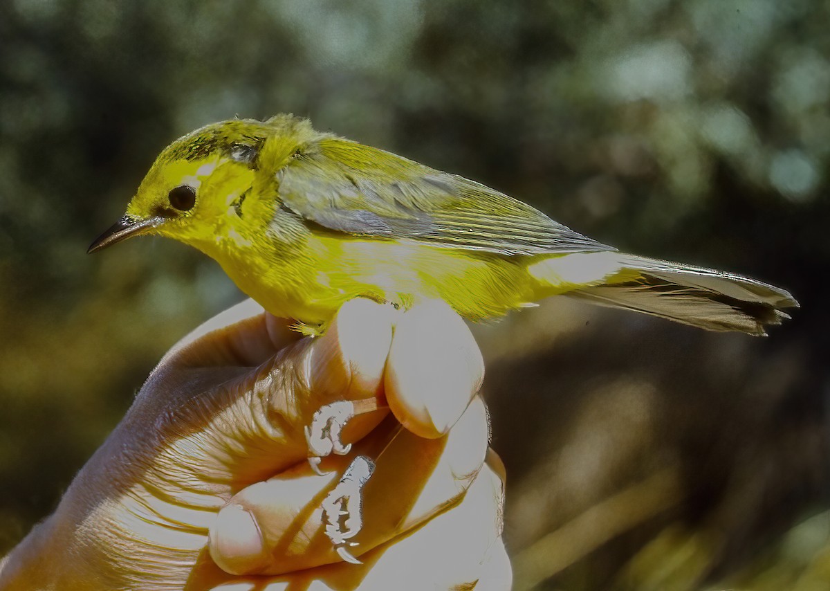 Hooded Warbler - ML645016752