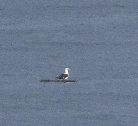 Abbotttölpel - ML645016757