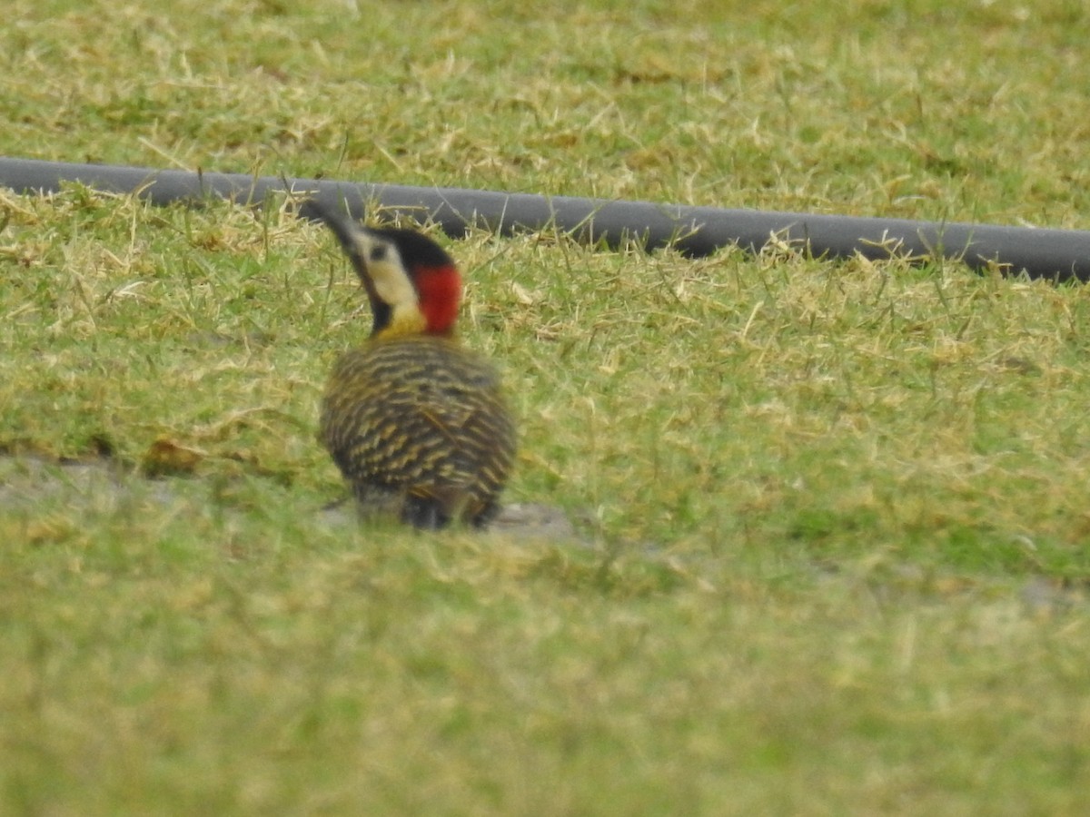 Декол плямистоволий - ML645016760