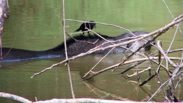 Büyük İnekkuşu - ML645016763