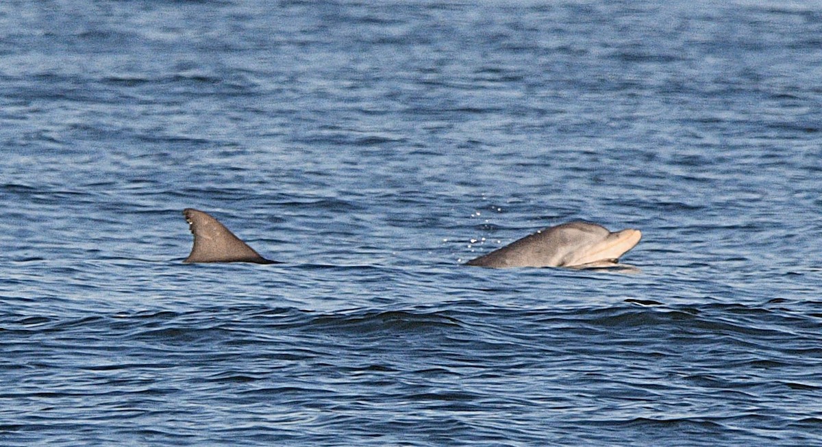 Bottlenose Dolphins - ML645016765