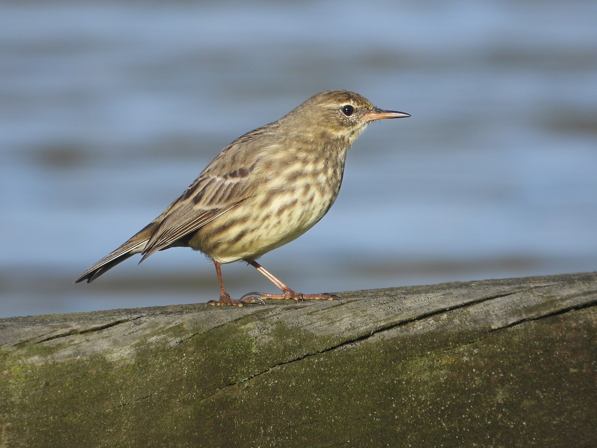 Bisbita Costero - ML645016786