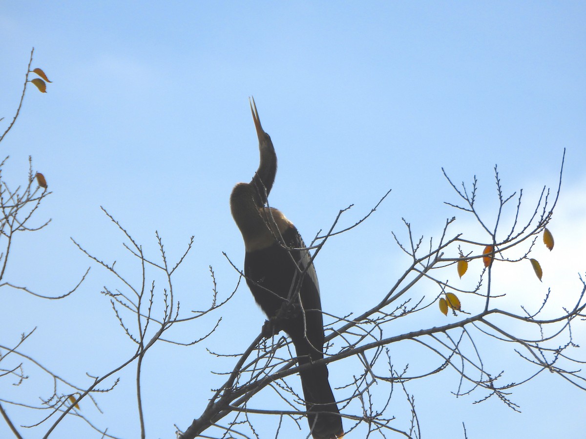 Amerika-Schlangenhalsvogel - ML645016787