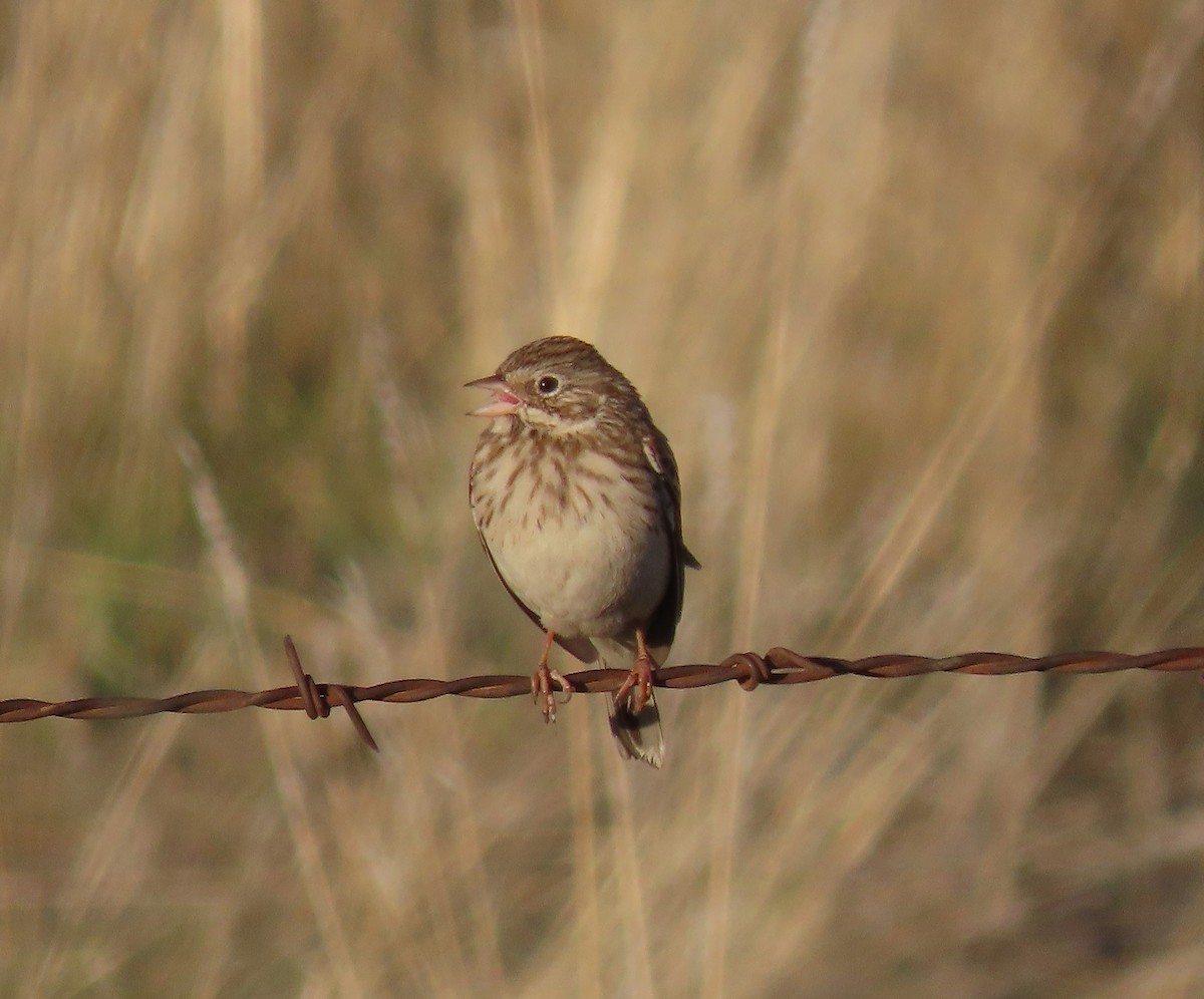Vesper Sparrow - ML645016810