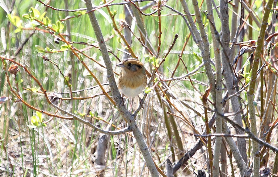 Chingolo de Nelson - ML645016815