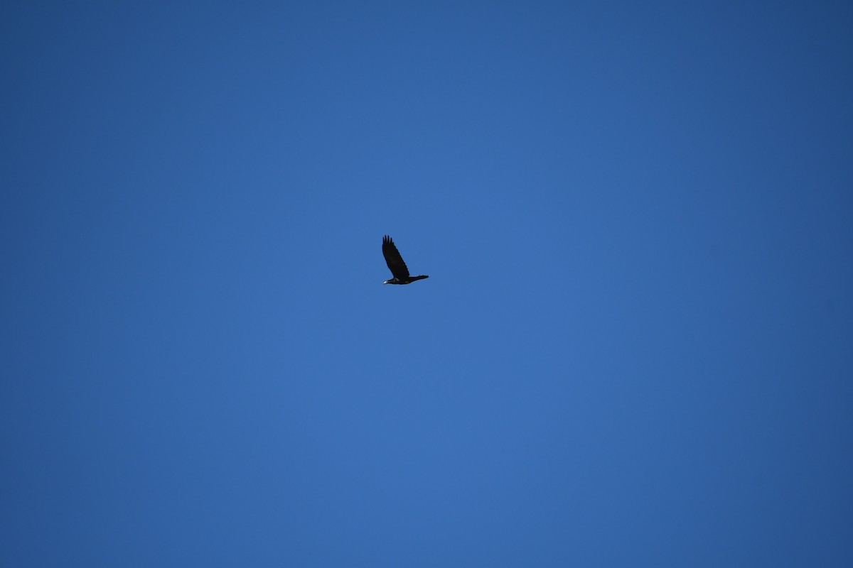 Grand Corbeau - ML645016823