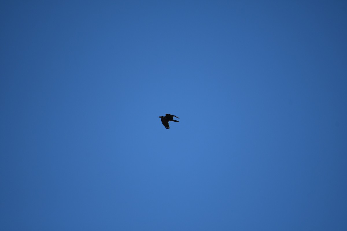 Grand Corbeau - ML645016824