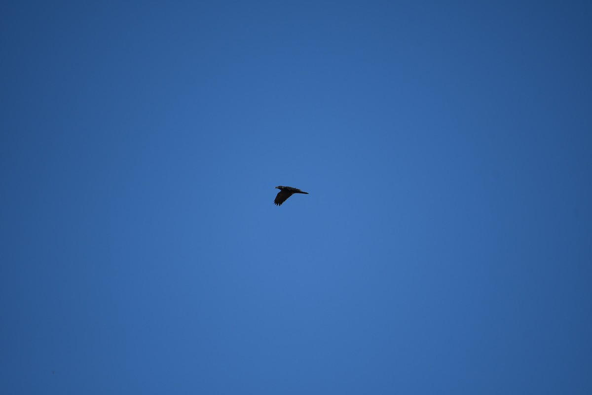 Grand Corbeau - ML645016825