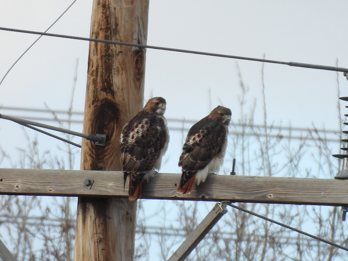 Red-tailed Hawk - ML645016830