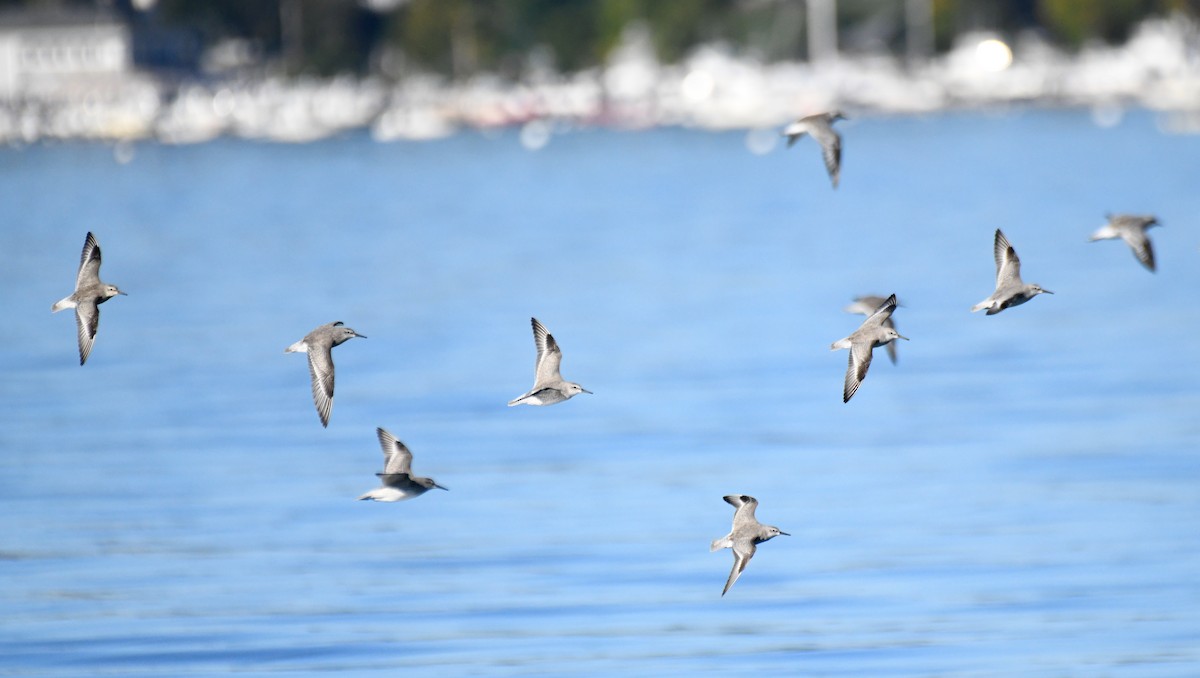 Red Knot - ML645016832