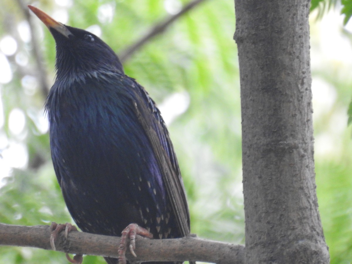 Estornino Pinto - ML645016834