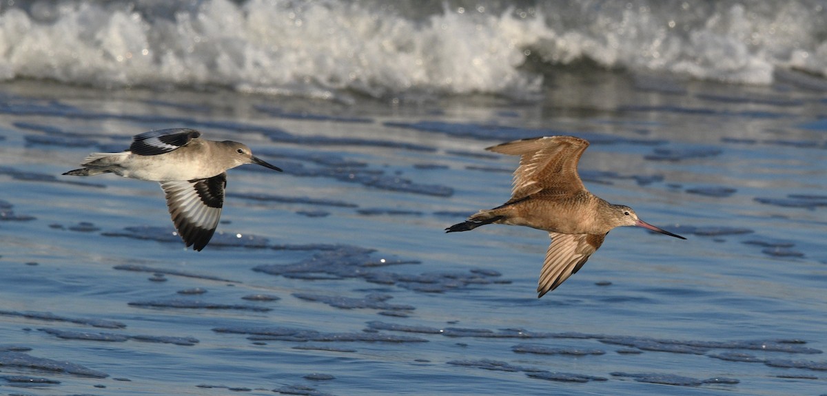 Marbled Godwit - ML645016835