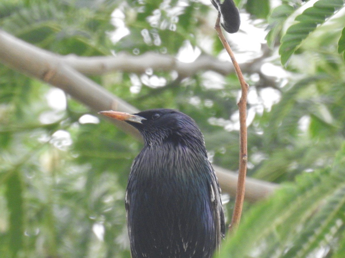 Estornino Pinto - ML645016836