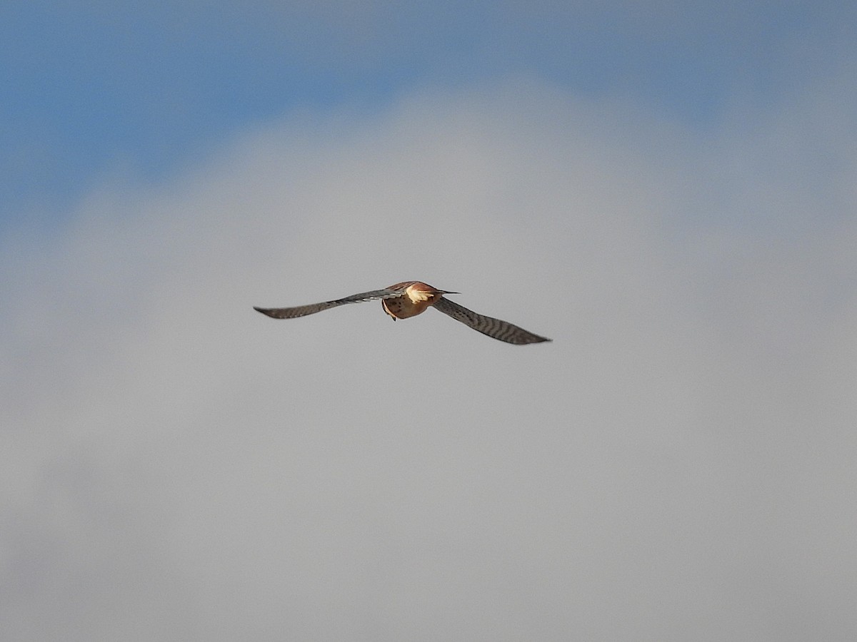 Cernícalo Americano - ML645016837