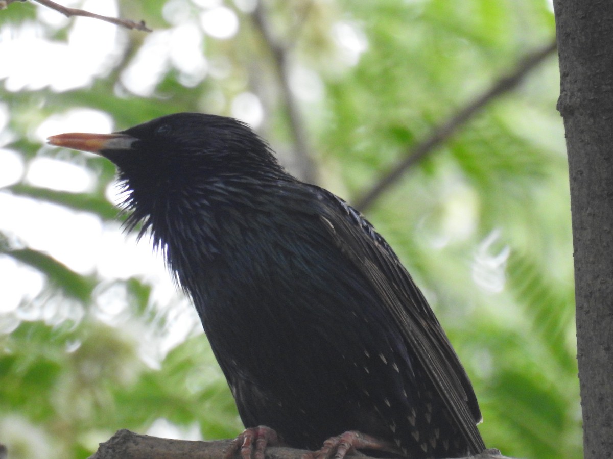 Estornino Pinto - ML645016838