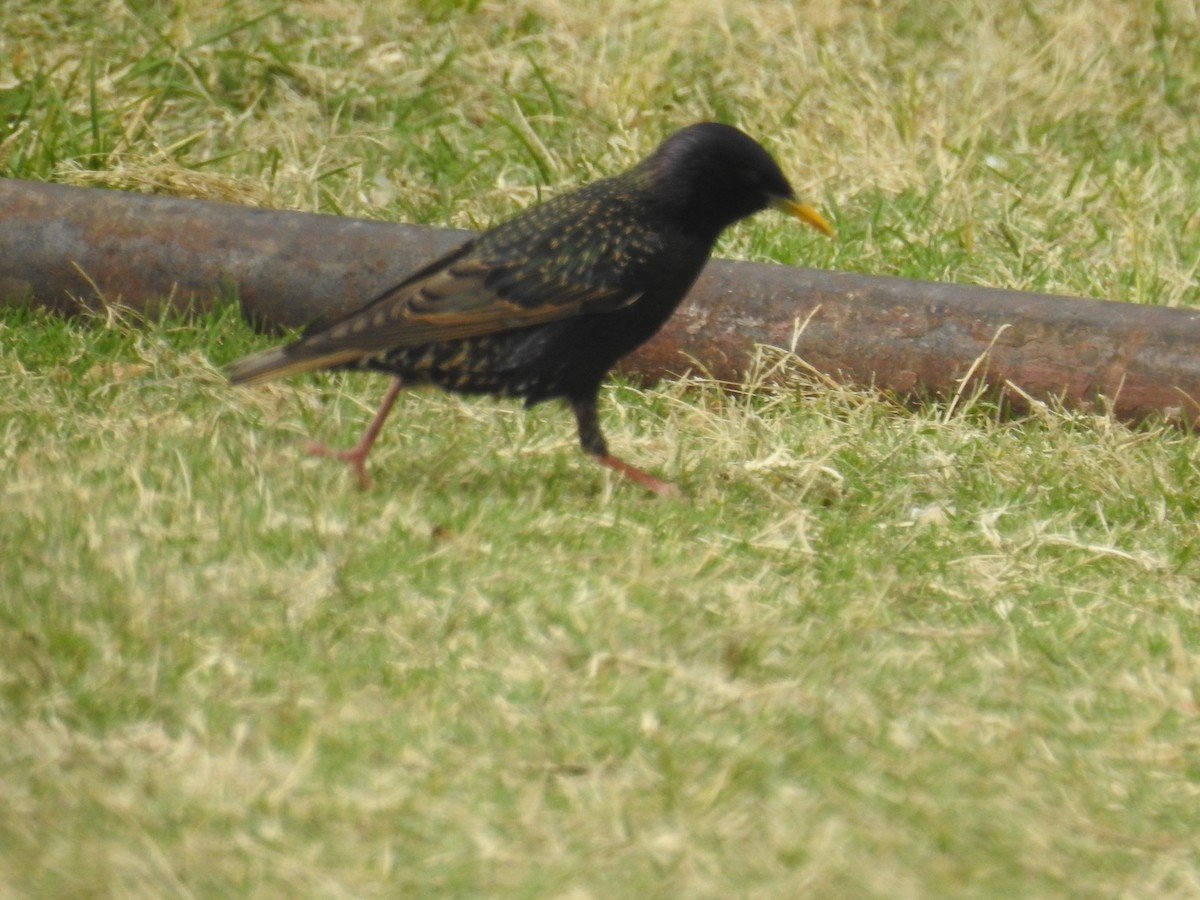 Estornino Pinto - ML645016840