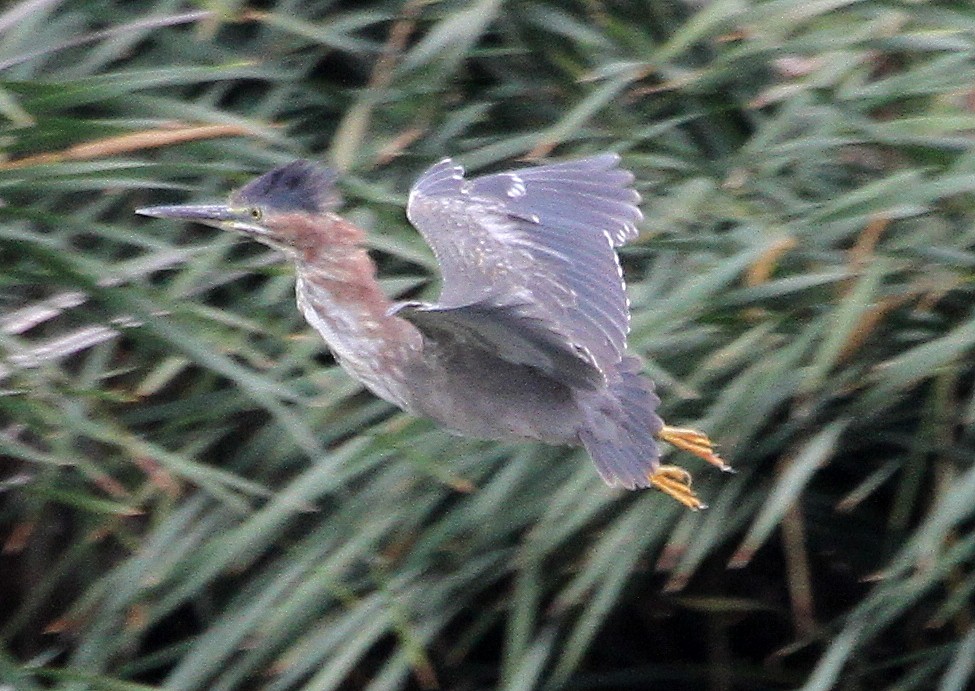 Garcilla Verde - ML645016841