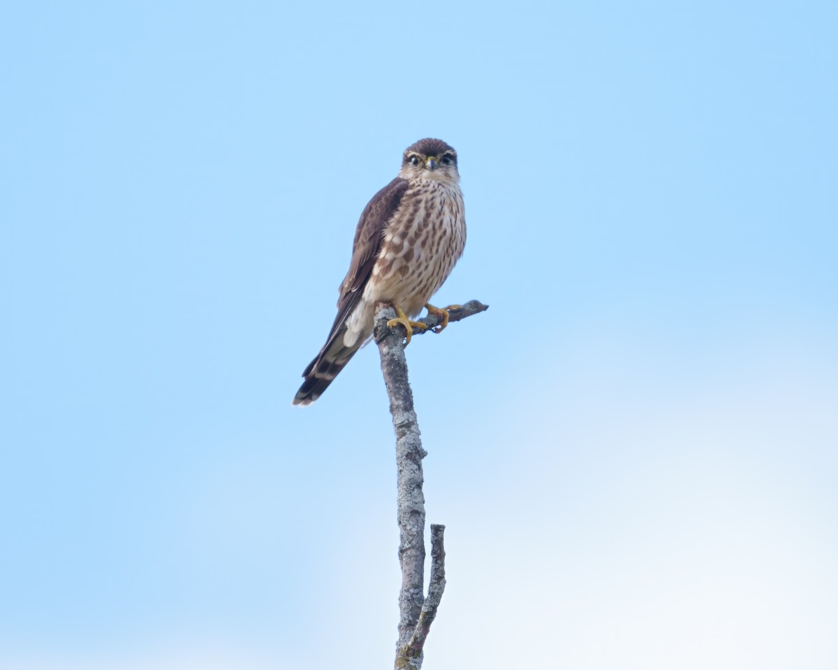 Esmerejón - ML645016842