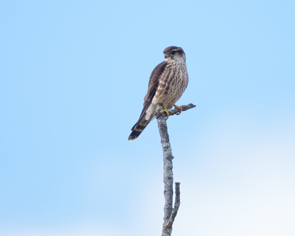 Esmerejón - ML645016843