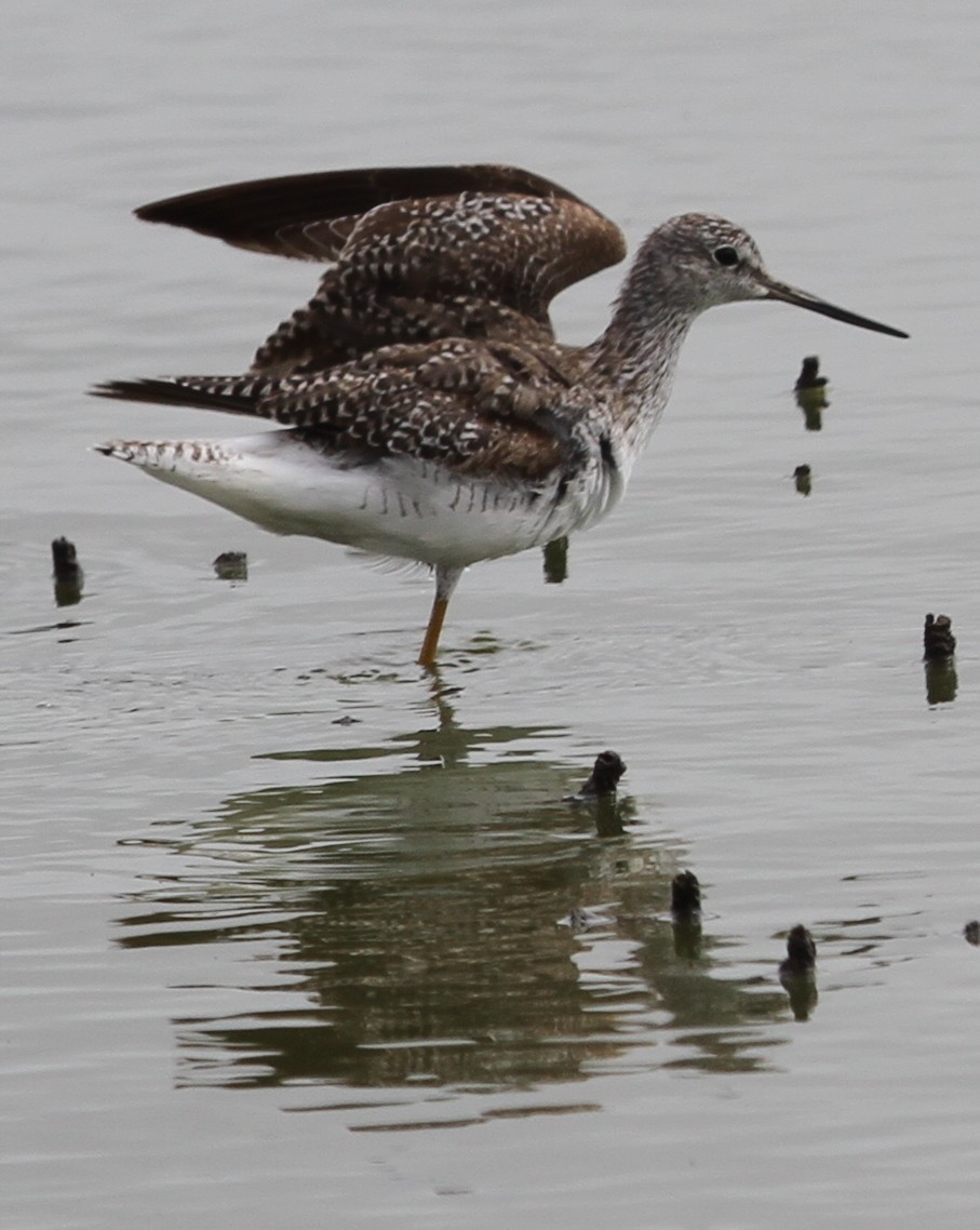 Archibebe Patigualdo Grande - ML645016844