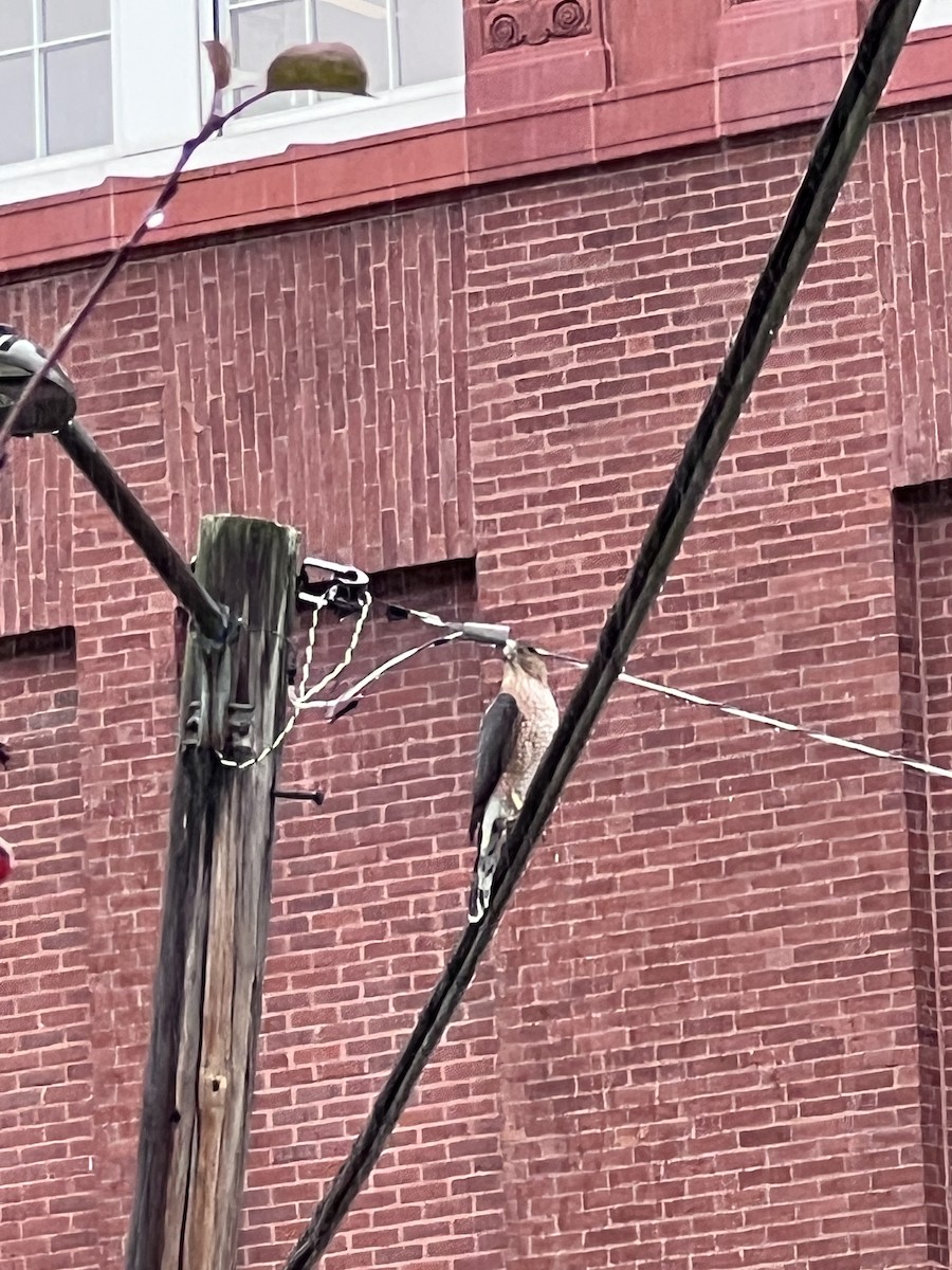 Gavilán de Cooper - ML645016845