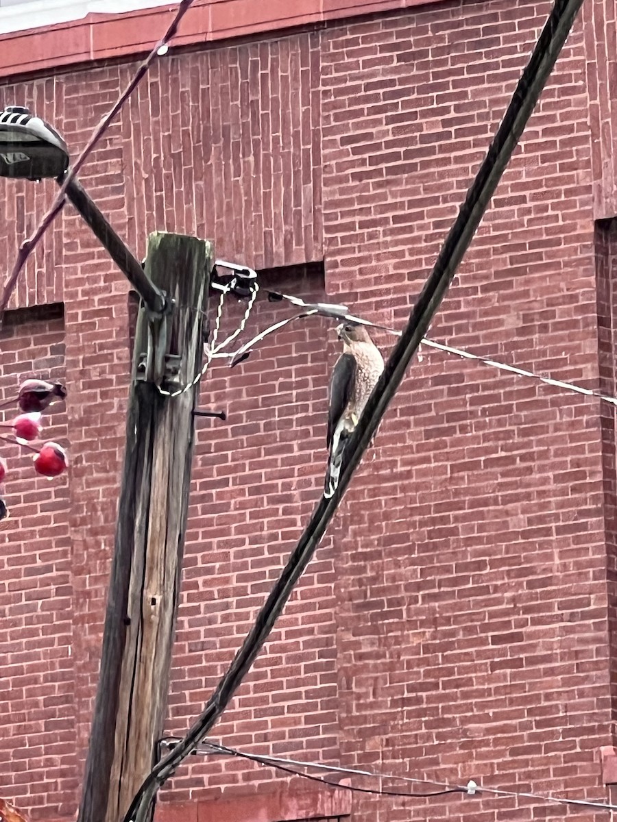 Gavilán de Cooper - ML645016846