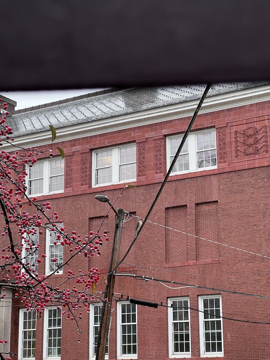 Gavilán de Cooper - ML645016847