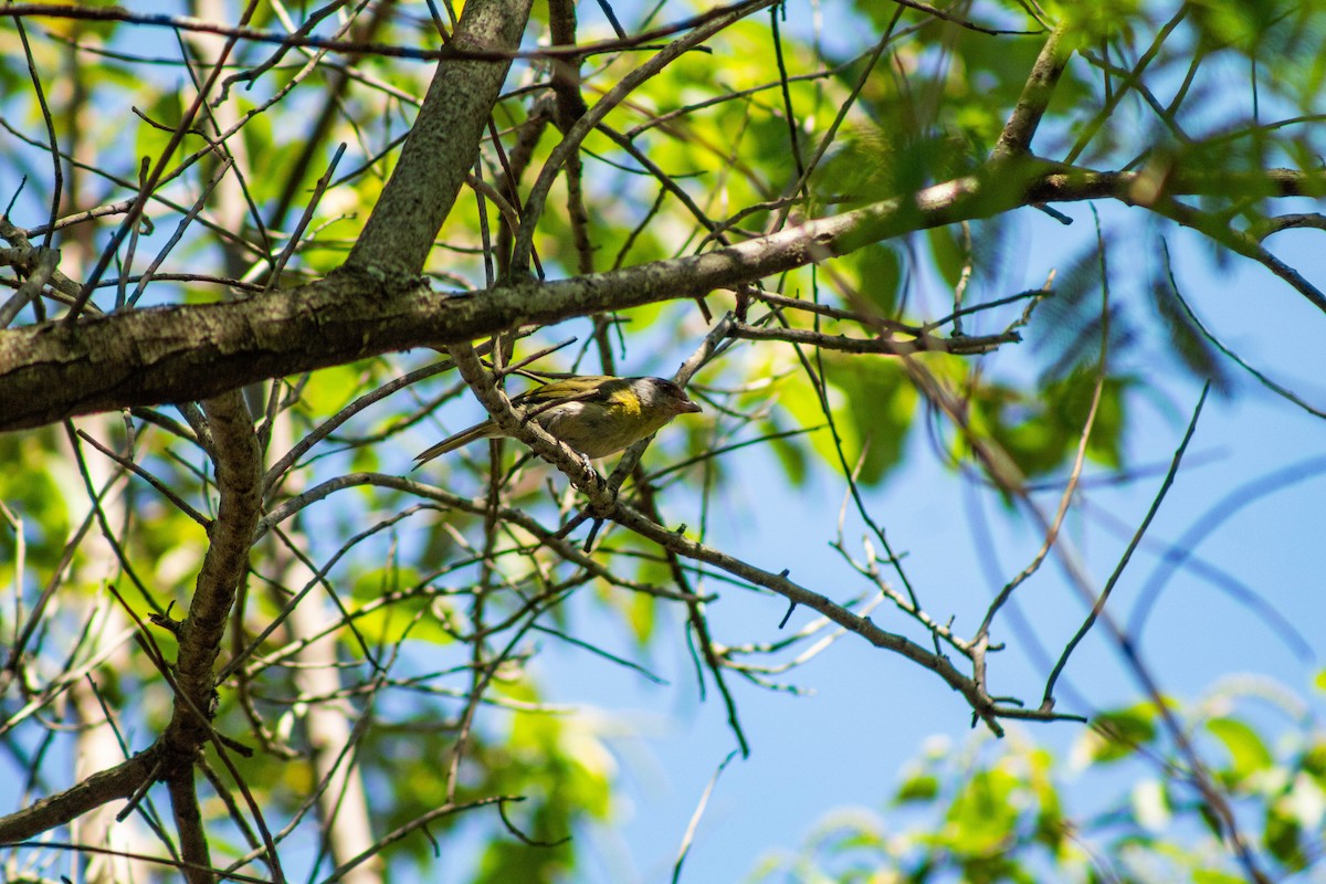 Віреон рудобровий - ML645016849