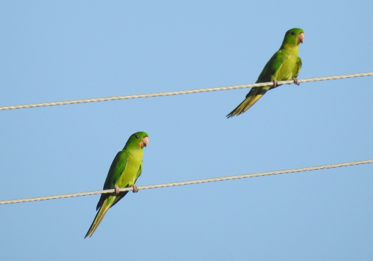 Aratinga Verde - ML645016851