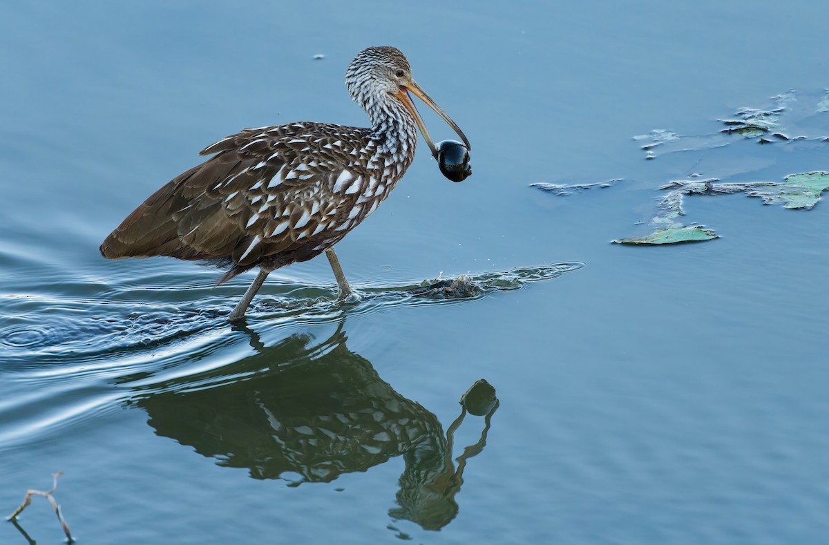 Carrao - ML645016852