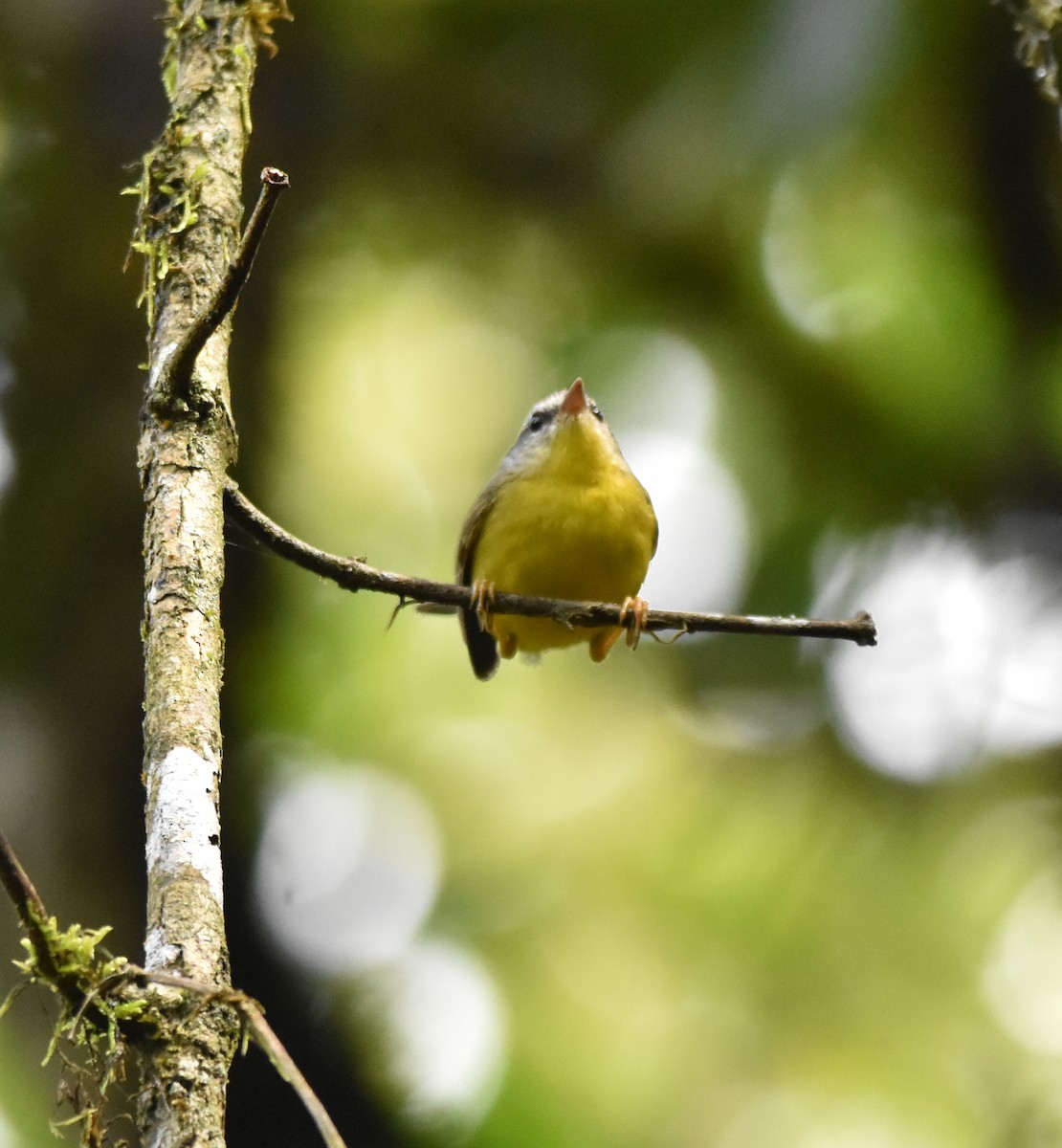 Reinita Coroniestriada - ML645016853