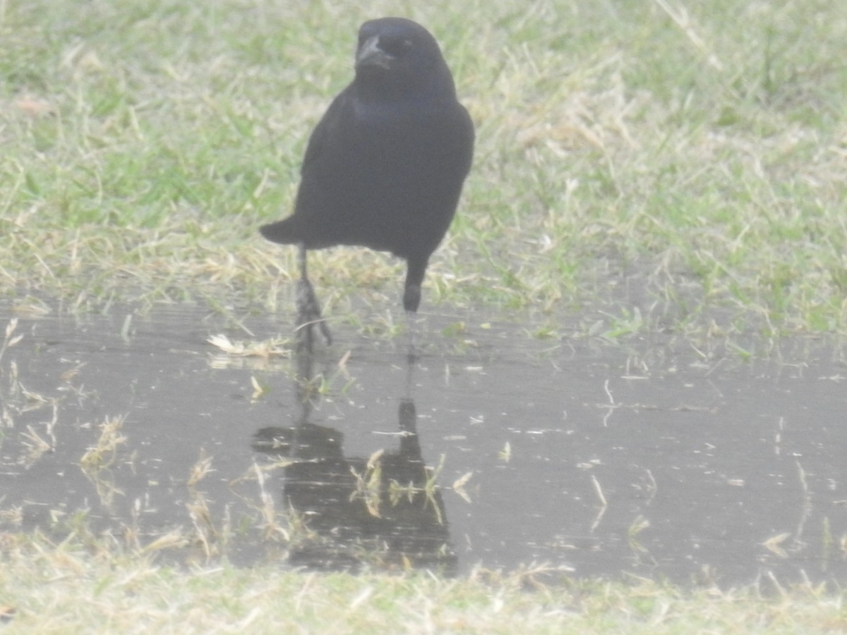 Tordo Renegrido - ML645016854