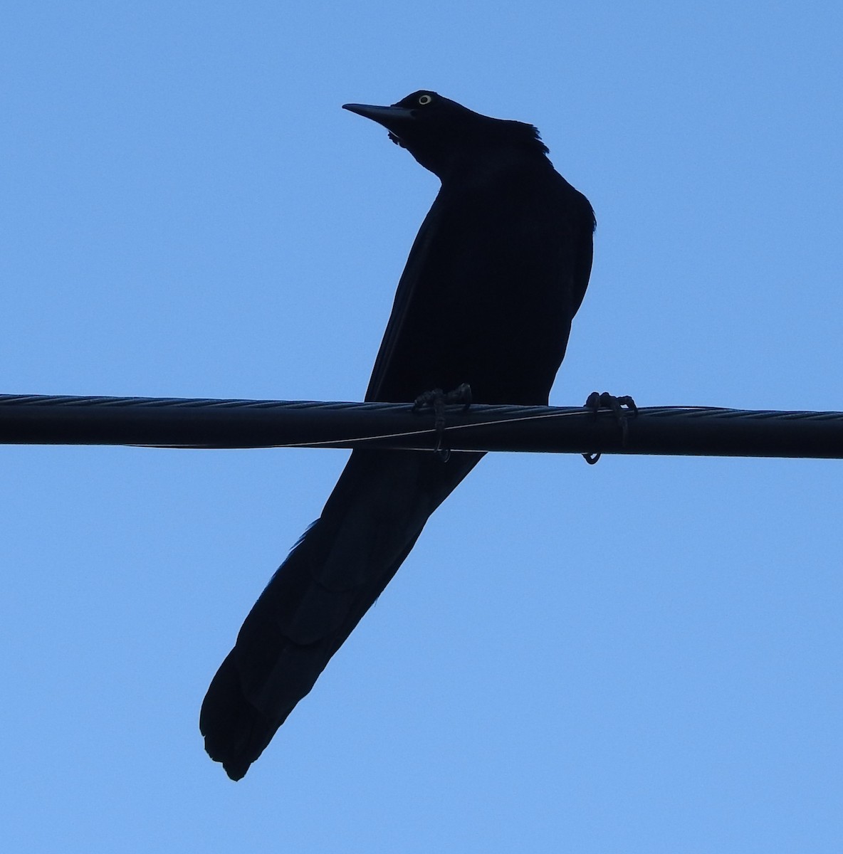 Zanate Mexicano - ML645016855